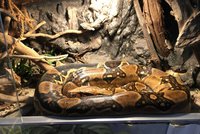 Had může být kamarád: Expertka Věra vypráví o týrání i životě plazů