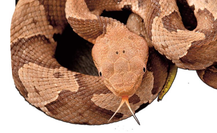 Had ploskolebec americký (Agkistrodon contortrix) nemá chřestítko, přesto patří mezi chřestýše