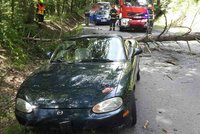 V Brně záhadně padají stromy: Zničily kabriolet, parník minuly jen těsně