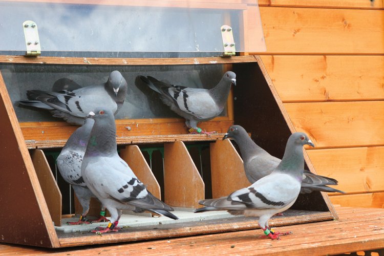 Skvělý orientační smysl holubů využívali k posílání zpráv již ve starém Egyptě