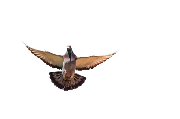 Skvělý orientační smysl holubů využívali k posílání zpráv již ve starém Egyptě
