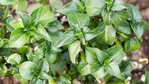Houby nerostou, v lese je sucho? Vypěstujte si doma houbovou bylinku, která chutná jako žampiony Houby nerostou, v lese je sucho? Vypěstujte si doma houbovou bylinku, která chutná jako žampiony