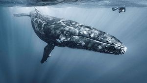 Hřbitov velryb: Obří podmořské pohřebiště skrývá miliony pravěkých kytovců Hřbitov velryb: Obří podmořské pohřebiště skrývá miliony pravěkých kytovců
