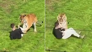 Hrůza v safari parku: Tygr před zraky návštěvníků rozsápal muže
