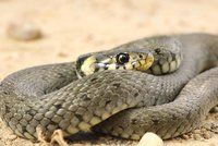 Hurikán může do ulic zanést jedovaté hady i aligátory, varují američtí experti