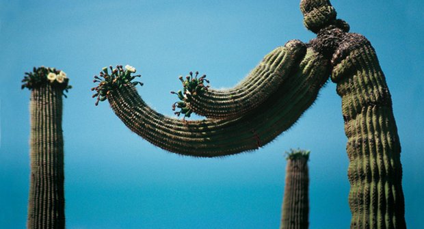 Kaktusový les - Jak se fotí v poušti