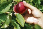 Jabloň roste 4 až 5 let než vyprodukuje plody. Pak může strom dávat ovoce až 100 let.