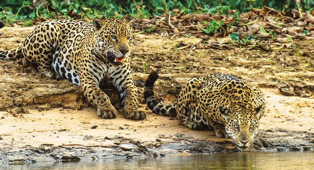 Rybožraví jaguáři: Milovníci vody loví společně!