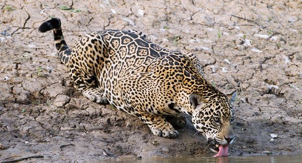 Extrémy se nesmí opakovat! Přežijí jaguáři klimatickou změnu?