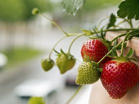 Jahody do truhlíku: Vypěstujte si sladkou úrodu i bez zahrady