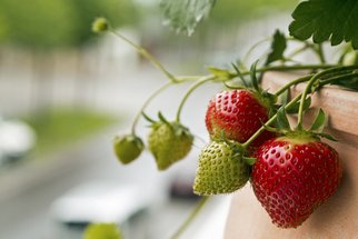 Jahody do truhlíku: Vypěstujte si sladkou úrodu i bez zahrady