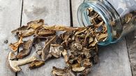 Jak správně usušit houby, aby nezplesnivěly: V sušičce, troubě i na topení Jak správně usušit houby, aby nezplesnivěly: V sušičce, troubě i na topení