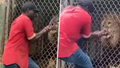 Pracovník jamajské zoo škádlil lva: Přišel o prst!