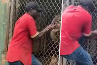 Brutální video: Pracovník zoo škádlil lva a přišel o prst!