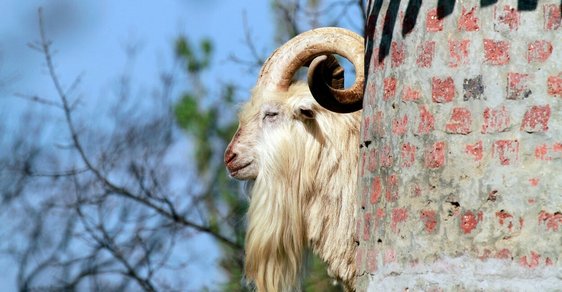 Fotogalerie: V Jižní Africe hlídají vinohrady kozy ve věžích
