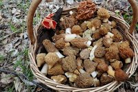 Jitka našla plný koš lahodných kačenek: Kam se vydat na jarní houby?