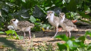Jarní mláďata na podzim? Zoo Jihlava ukazuje roztomilá kuřátka čejky australské Jarní mláďata na podzim? Zoo Jihlava ukazuje roztomilá kuřátka čejky australské