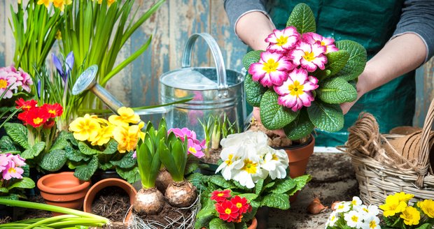 Jak si doma udělat samozavlažovací květník?