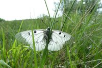 Hádka o jasoně! Entomologové žalují Lesy ČR, v oboře u Pálavy prý vyhubily vzácného motýla