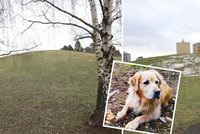 Tahanice o psí hřiště v Praze 11. Radnice nakonec ustoupila, hřiště postaví jinde