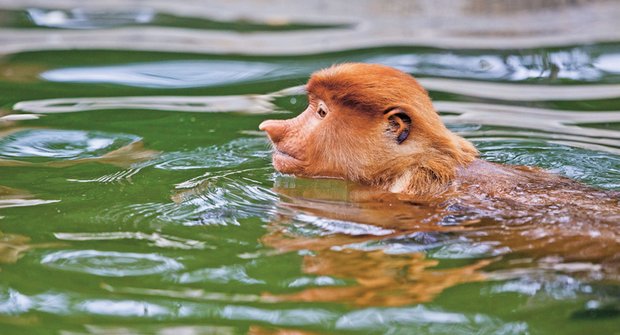 Nosatý potápěč: Vodní opice z Bornea