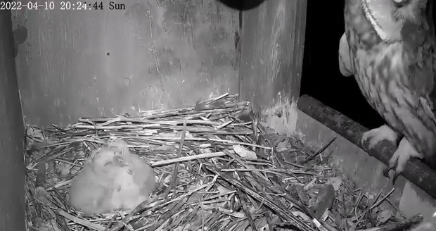 Kalous ušatý a jeho mláďata v budce u Valtic. Dění od začátku dubna pozorně sleduje kamera.