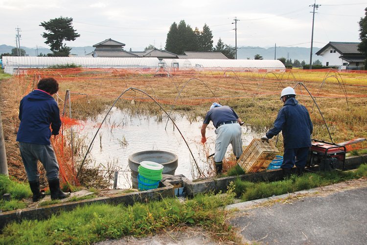 ědci testují metodu pravěkých rybářů, kteří chovali kapry v mělkých rýžových polích