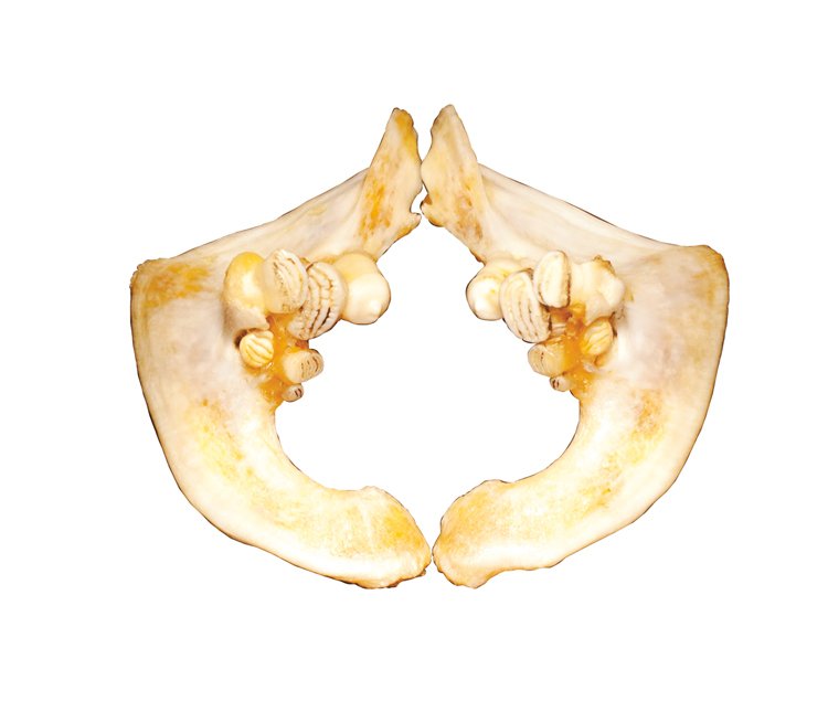 Požerákové zuby, které poskytly vědcům důkazy o chovu kaprů v&nbsp;neolitu, jsou přeměněný pátý žaberní oblouk