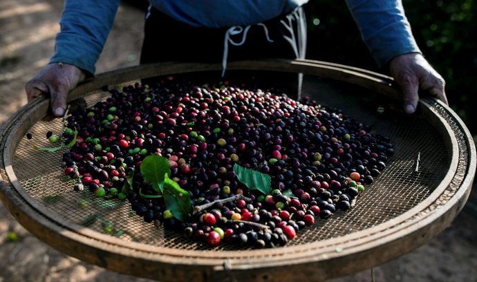 Úrodu kávy v Brazílii poškodily mrazy. Ceny kvůli tomu rostou