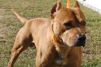 Celostátní pátrání po muži ukončil jeho pes: Napadl totiž jiného mazlíčka