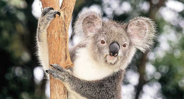 Koala umí šplhat i skákat jako opice, ale smrtícím plamenům neunikne