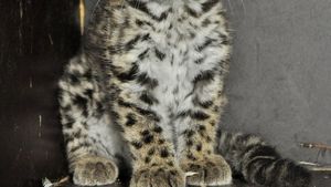 Kočičí babyboom v Zoo Děčín: Narodila se vzácná koťata margaye, karakala a kočky rybářské Kočičí babyboom v Zoo Děčín: Narodila se vzácná koťata margaye, karakala a kočky rybářské
