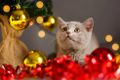 Kočka a Vánoce: Čemu se vyhnout, aby vše dopadlo dobře