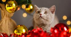 Kočka a Vánoce: Čemu se vyhnout, aby vše dopadlo dobře
