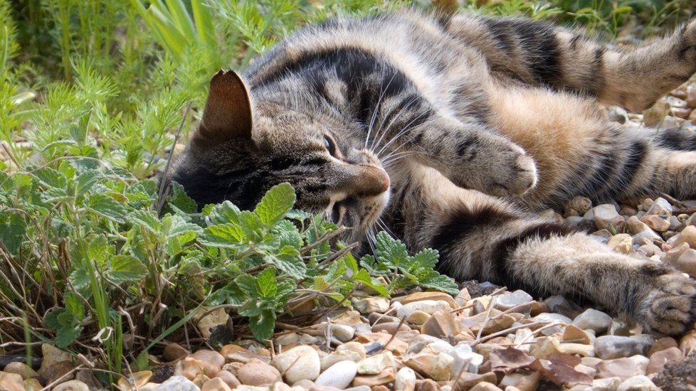 Kočky šantu kočičí milují. Tato bylina díky svým psychotropním účinkům u nic navozuje silný pocit euforie.