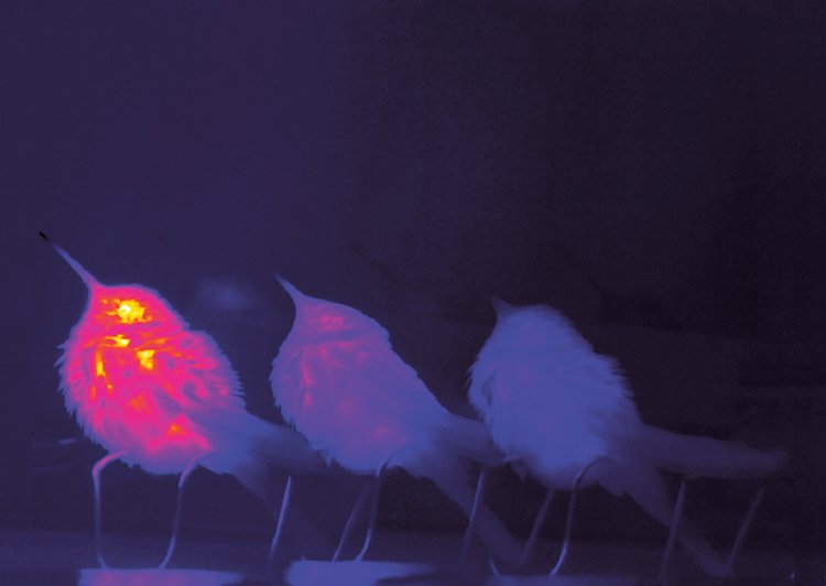 Tři různé teplotní stavy kolibříka Clémensiina: vlevo normální tělesná teplota, uprostřed přechodný stav, vpravo v torporu. Teplotu vědci měřili u oka, kde je její vyzařování nejsilnější