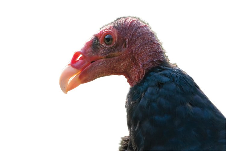 Nejlepší čich ze všech ptáků má kondor krocanovitý