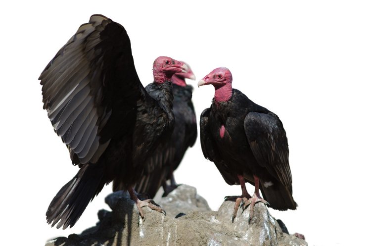 Nejlepší čich ze všech ptáků má kondor krocanovitý