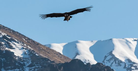 Kondor velký: Jeden z největších létajících ptáků patří neodmyslitelně ke koloritu jihoamerických And
