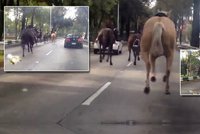 Jezdecká policie se předvedla v Mexiku: Uteklo jí 30 koňů!