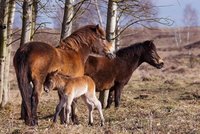 Babyboom divokých koní v Milovicích: Narodilo se další hříbě. Třetí za 10 dní