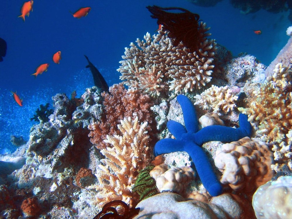 Nejslavnějším korálovým útesem je Velký bariérový útes u pobřeží Austrálie. Takto vypadá pod vodou