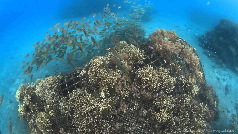 Korálové útesy jsou světem, do kterého mohou nahlížet jen potápěči