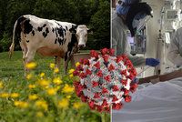 Krávy jako klíč k léku na koronavirus. Testy startují na geneticky upravených zvířatech