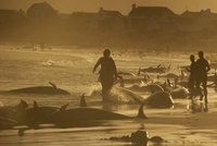 Na pláži se objevilo sto mrtvých kosatek. Nikdo neví, co se jim stalo