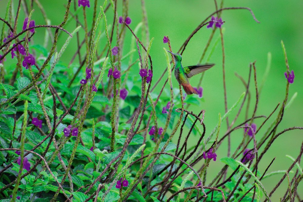 Kolibřík rezavoocasý