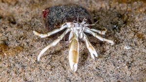 Krab poustevníček a moc těsná ulita: Proč korýši raději přestanou růst? Krab poustevníček a moc těsná ulita: Proč korýši raději přestanou růst?