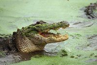 Ženu (46) sežral krokodýl, kamarádka mu ji u pláže marně lovila z tlamy