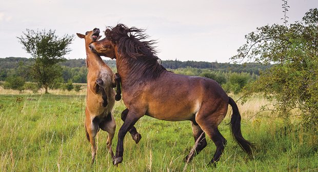 Divocí koně u Lužnice: Spasou rákosí, křoviny i spadané listí