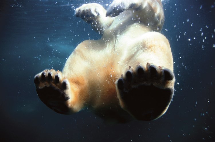 Chodidla jsou porostlá srstí, aby medvěda nezábly nohy a na ledu mu to tolik neklouzalo